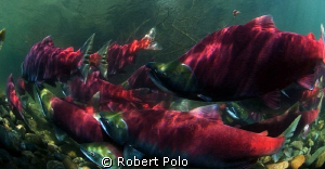 "Salmon run" the way I saw it. British Columbia Canada. D... by Robert Polo 